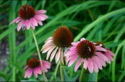 daisy flowers: a new beginning